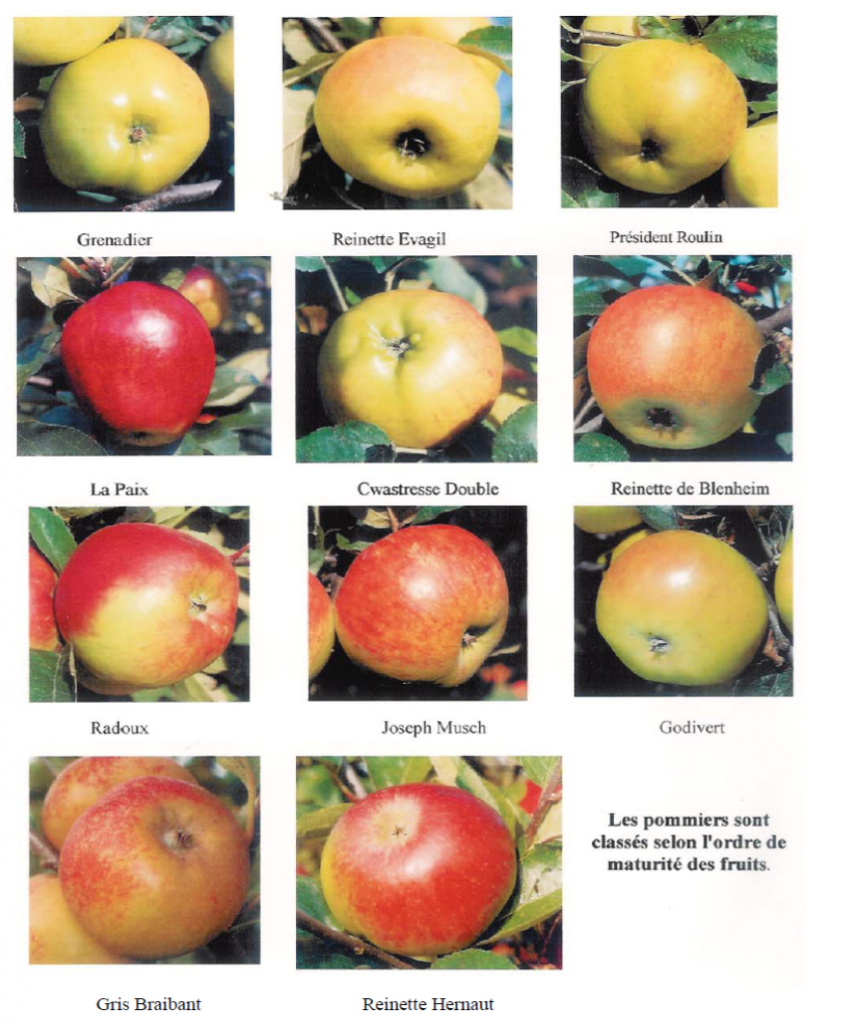Pomme De Variete Ancienne 12 Lettres